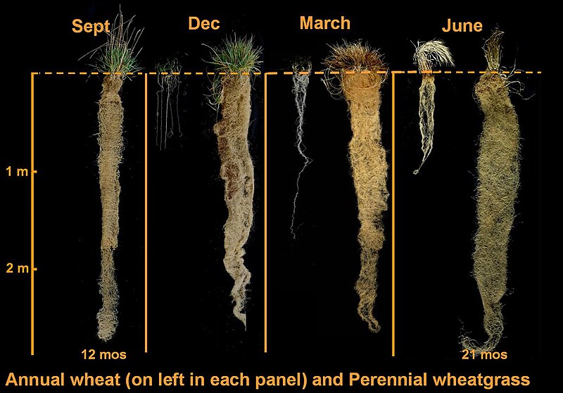 File:4 Seasons Roots.jpg