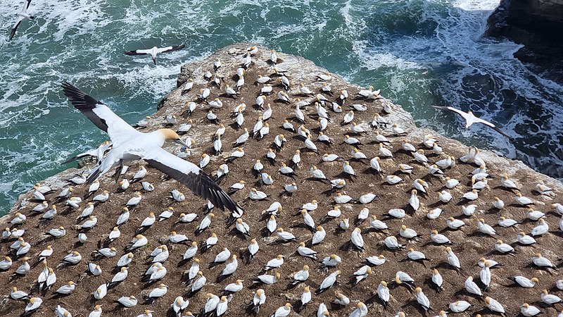 File:Australasian gannet 20211013 141552.jpg