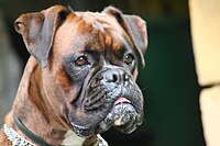 Brindle boxer head