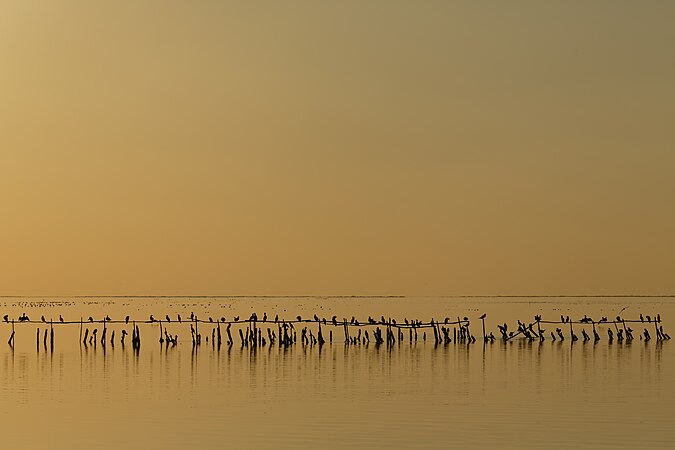 法國卡馬爾格卡馬爾格自然保留區（英語：Parc naturel régional de Camargue），鹹水潟湖étang de Vaccarès裏黃昏時分的鸕鶿。