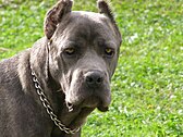 Cane Corso portrait, blue coat, cropped ears