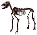 Dire wolf (Canis dirus) (extinct)