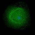 HIV-1 particles assembling at the surface of an infected macrophage. Promoted on 20 August 2009.