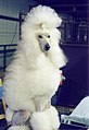 Cream Standard Poodle