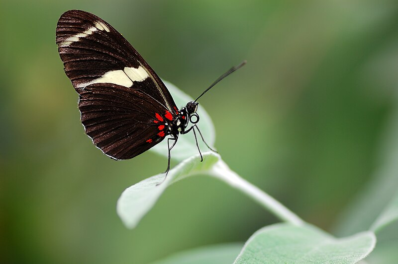 File:Heliconius sara butterfly.jpg