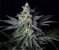 Jack Herer (sativa-dominant)