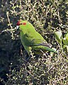 The Red-fronted Parakeet of New Zealand