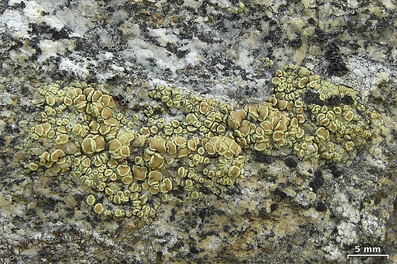 File:Lecanora stenotropa 249195.jpg