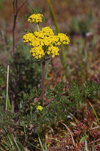 File:Lomatium utriculatum 6416.JPG