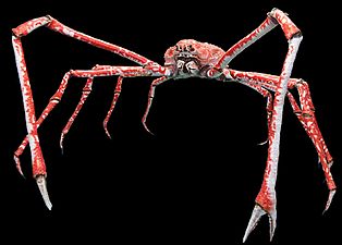 The Japanese spider crab has the longest leg span of any arthropod, reaching 5.5 metres (18 ft) from claw to claw.[237]