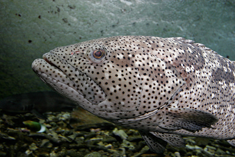 File:Malabar grouper melb aquarium.jpg