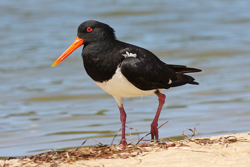 File:Pied Oystercatcher on beach.jpg