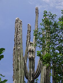 Pilosocereus leucocephalus qro.jpg