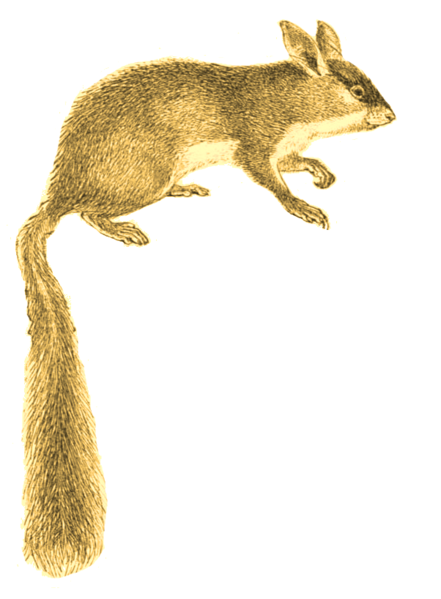 File:Platacanthomys white background.png