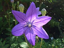 Platycodon grandiflorus.jpg