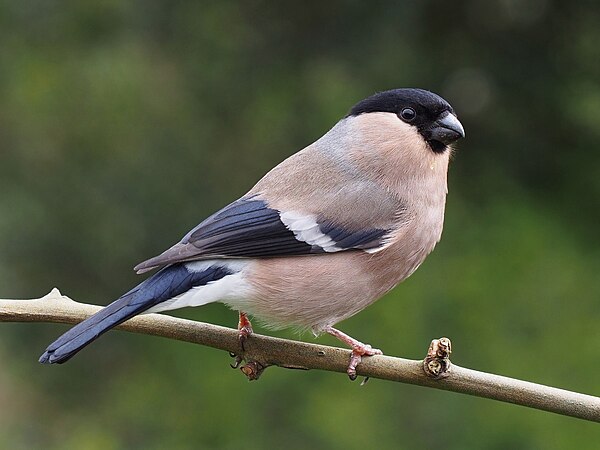 Eurasian bullfinch, female (created by Baresi franco; nominated by Armbrust)