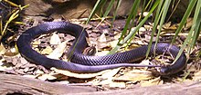 Red-Bellied-Black-Snake-BFP-2.jpg