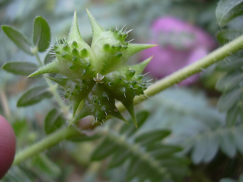 Archivo:Starr 030612-0067 Tribulus terrestris.jpg