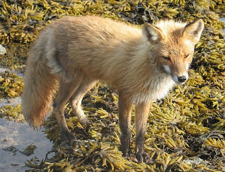 File:Vulpes vulpes alacensis.jpg