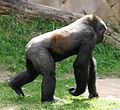 Western lowland gorilla