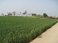 Wheat Fields