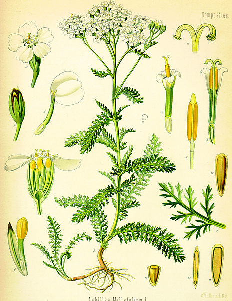 Файл:Achillea millefolium (Köhler).jpg