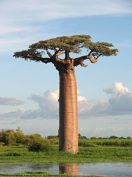 File:Adansonia grandidieri04.jpg