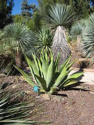 Agave weberi