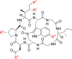 A complex ring-shaped chemical structure made of eight amino acid.