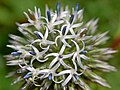 Close-up on flowers of Echinops sphaerocephalus