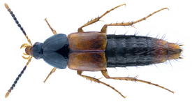 Bolitobius cingulatus