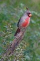 Male Pyrrhuloxia