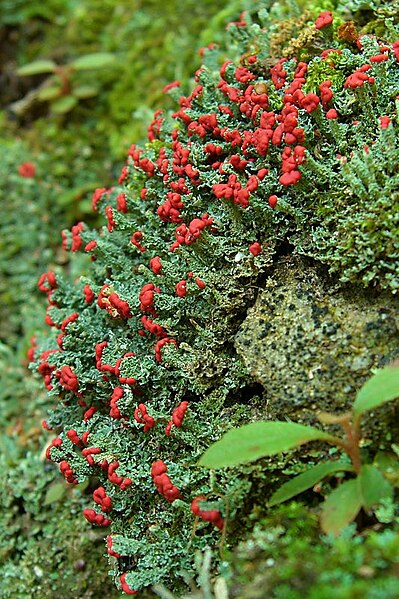 File:Cladonia cristatella (1045511481).jpg