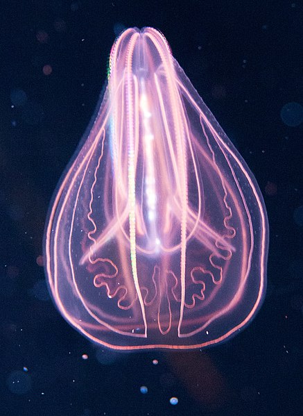 Archivo:Comb jelly.jpg