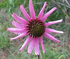 Tennessee purple coneflower (Echinacea tennesseensis)