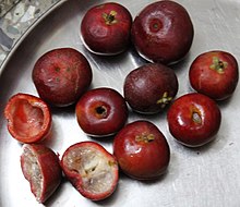 Garcinia indica fruit.jpg