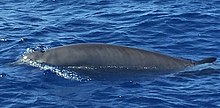 Gervais' Beaked Whale (cropped).jpg