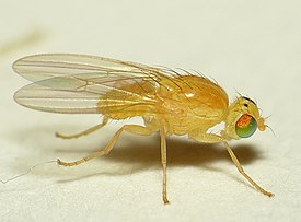 Gymnochiromyia flavella