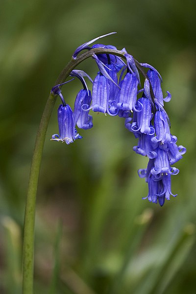 Archivo:Hyacinthoides non-scripta (Common Bluebell).jpg