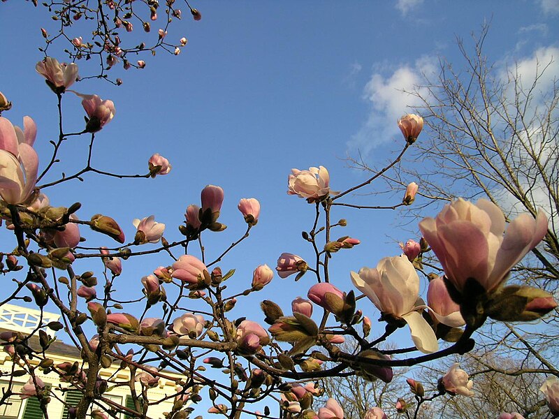 File:MagnoliaJP.jpg