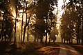 Open forest at Kanha