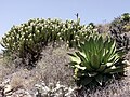 Miniatura para Myrtillocactus cochal