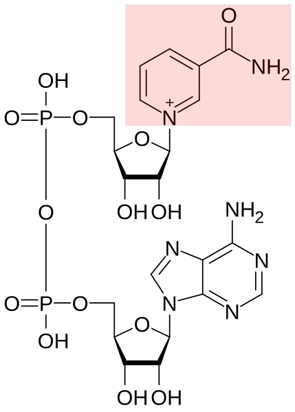 File:Nicotinamide highlighted in NAD+.svg