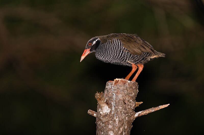 File:Okinawa rail at night.jpg