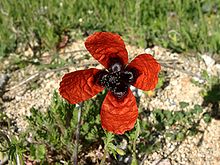 Papaver argemone 1.jpg