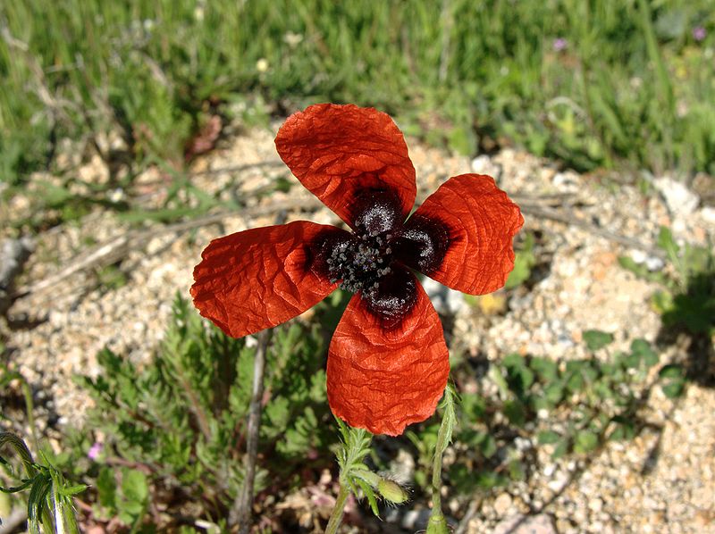 Файл:Papaver argemone 1.jpg