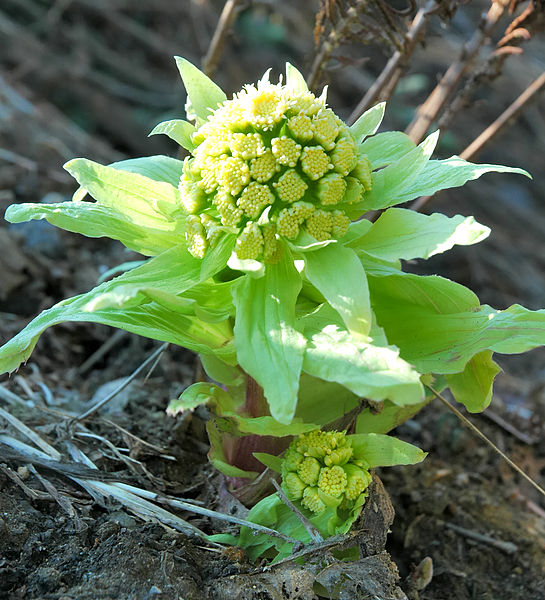 Файл:Petasites japonicus 001.jpg