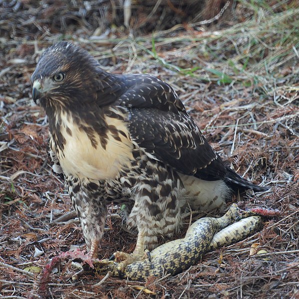 File:Red-tailed Hawk (7529235270).jpg