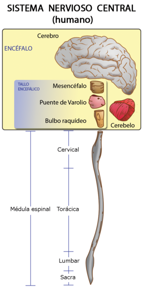 Archivo:SNerviosoC.png