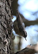 Trepador chino (S. villosa)